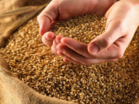 Cereali, in Molise la prima organizzazione di produttori